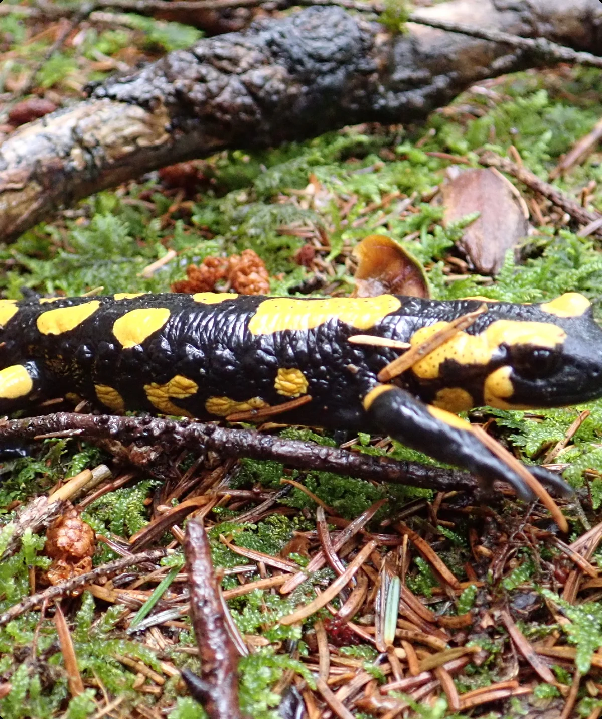 Familiengruppe Neureuth | © Thomas Hüttl